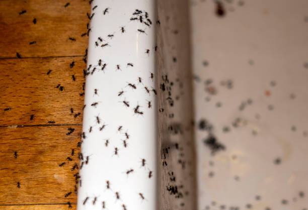 Best Flea Control Services  in Pittsboro, IN